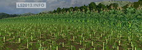 Real-Maize-Texture-v-1.0