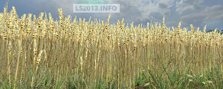 Wheat-Texture-v-2.0